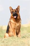 BERGER ALLEMAND 775